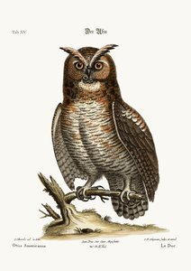 The Great Horned Owl